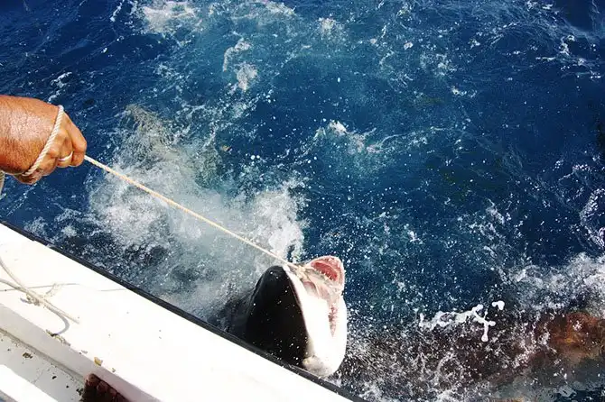 Как поймать акулу за хвост?