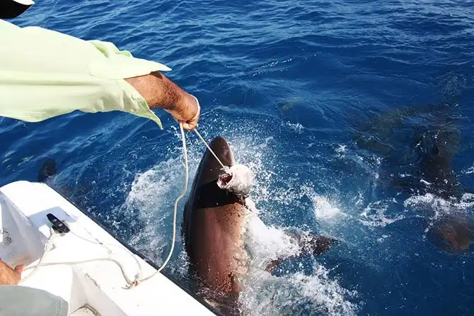 Как поймать акулу за хвост?