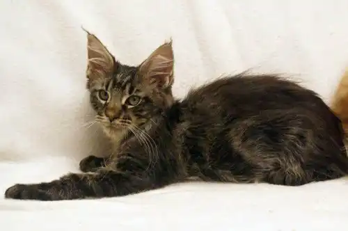 Как растет Мейн Кун