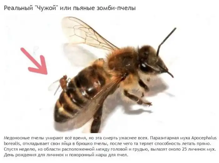 Жуткие паразиты, превращающие свою жертву в зомби