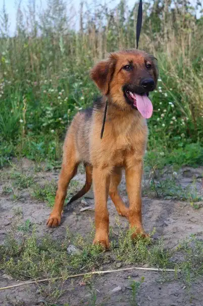 Отдам щенка Фишку