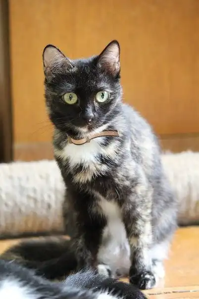 Отдам кошку Афину