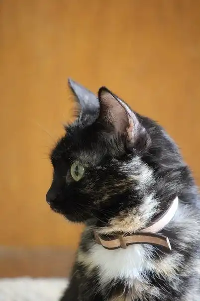 Отдам кошку Афину