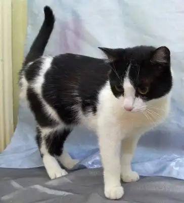 Пропала кошка Бренда!!!