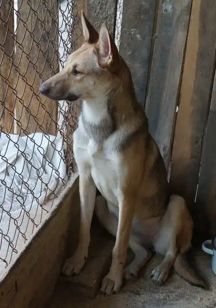 Отдам собачку Лису