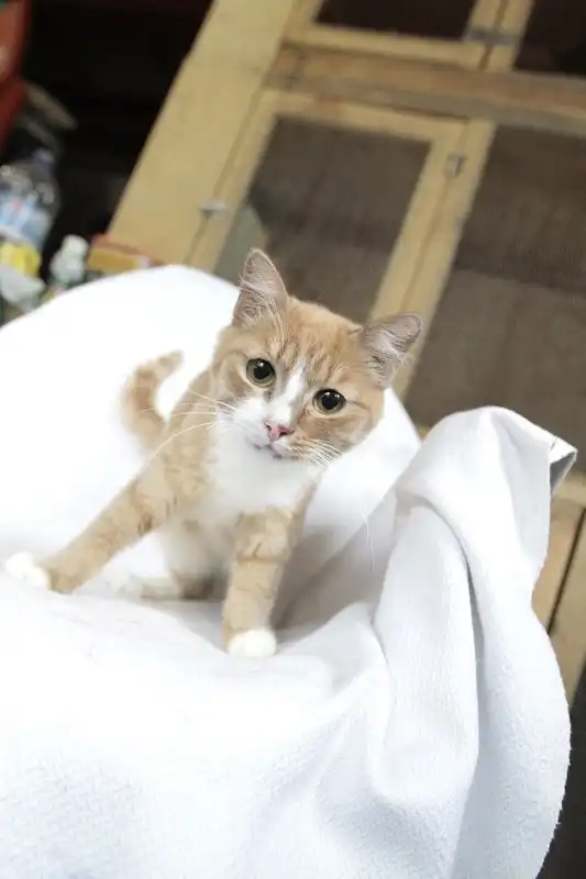 Отдам кота Скифа