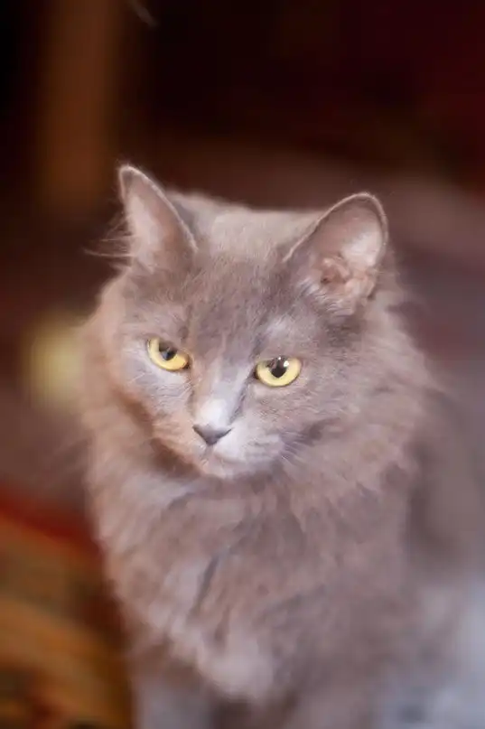 Очаровательная Дымка