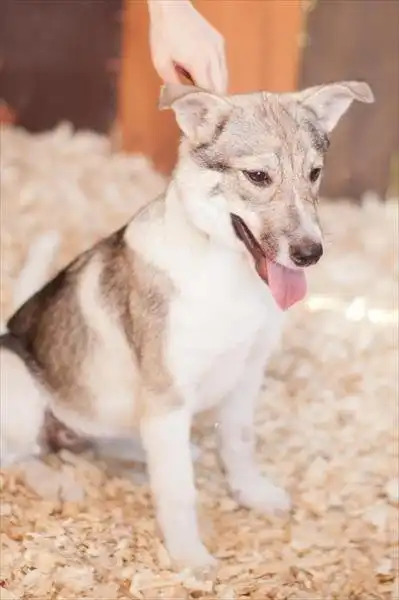 Синьди ищет дом