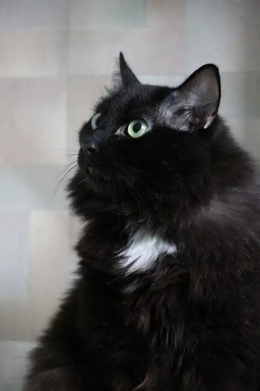 Отдам кота Лео