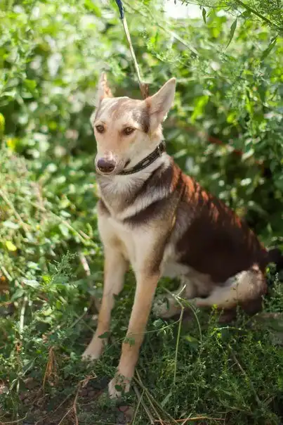 Отдам собаку Найду