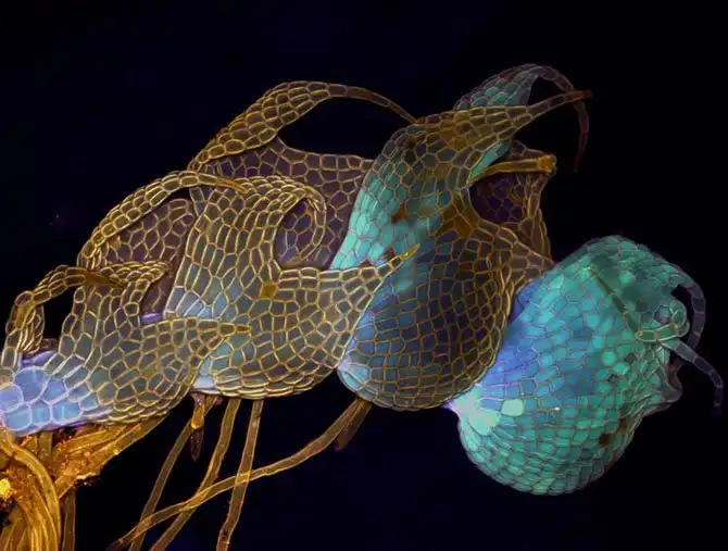 luchshie-fotografii-s-konkursa-nikon-small-world-2014