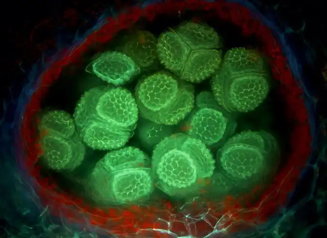 luchshie-fotografii-s-konkursa-nikon-small-world-2014