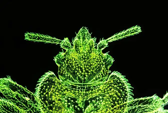 luchshie-fotografii-s-konkursa-nikon-small-world-2014