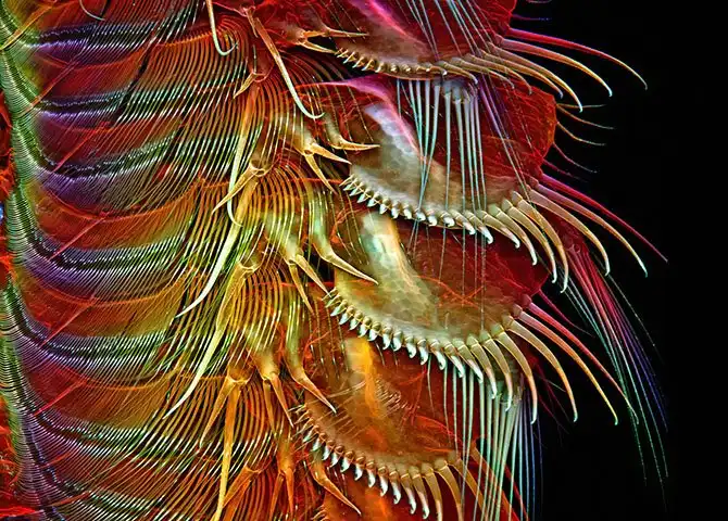 luchshie-fotografii-s-konkursa-nikon-small-world-2014