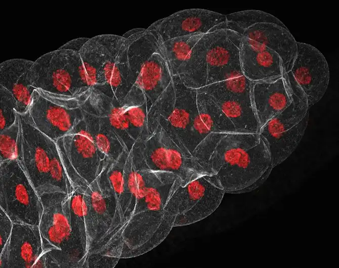 luchshie-fotografii-s-konkursa-nikon-small-world-2014