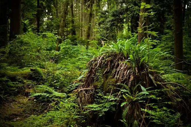 Путешествие по Ванкуверу