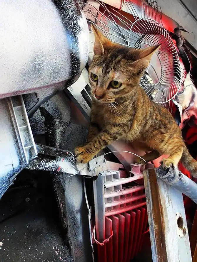 Потрясающий стрит-арт, сделанный из мусора