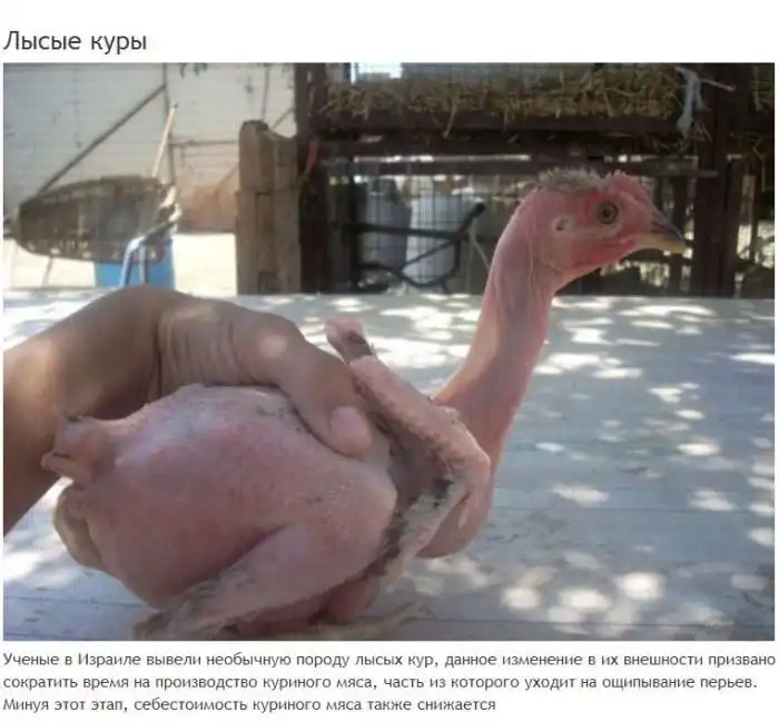 9 удивительных мутаций генной инженерии