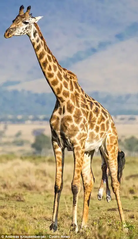 Появление на свет жирафа