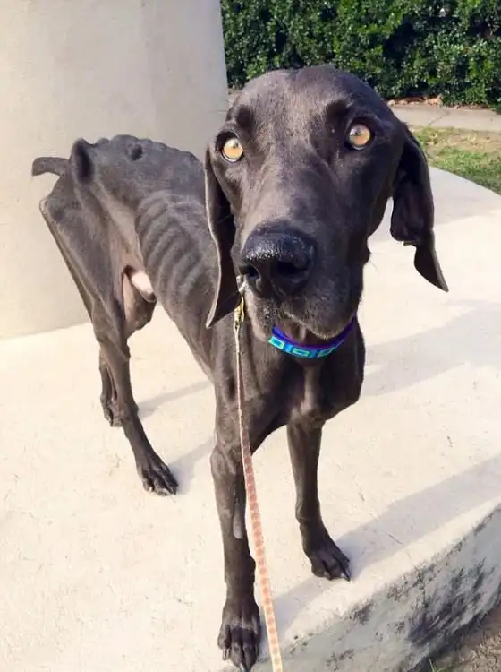 История спасения одного пса