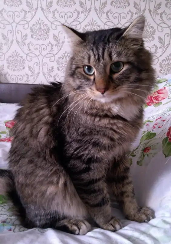 Отдам кота Барса