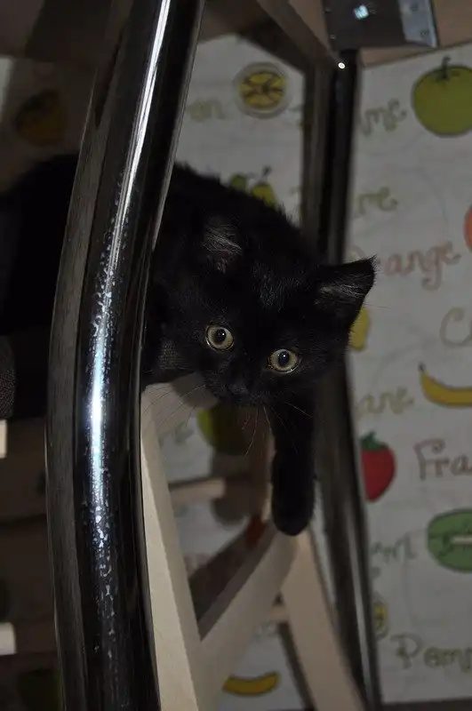 Отдам котёнка