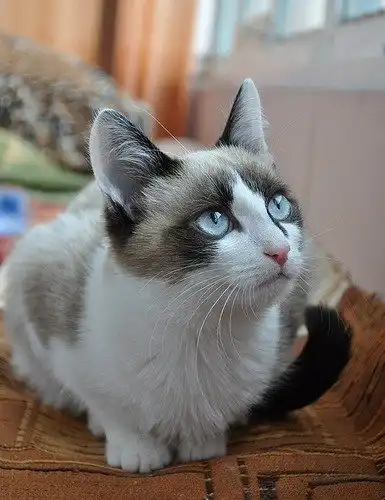 Отдам котёнка Татошку