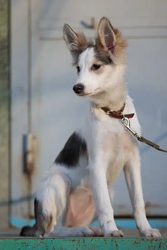 Отдам щенка Нору