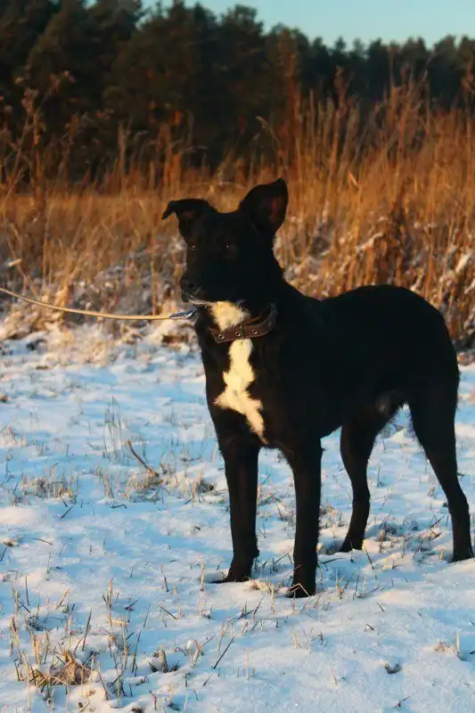 Отдам собачку Дану