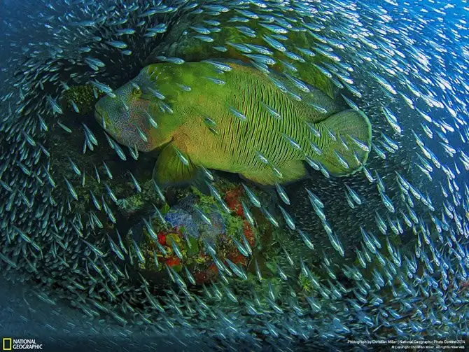 Лучшие фотографии National Geographic 2014