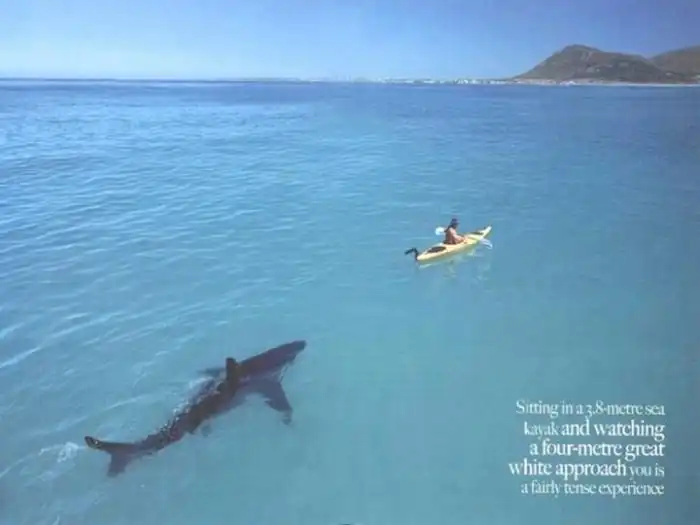 Акула с благими намерениями преследует рыбака из Австралии