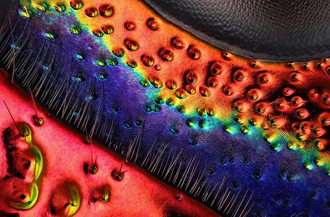 20 фотографий победителей Nikon Small World Photomicrography Competition