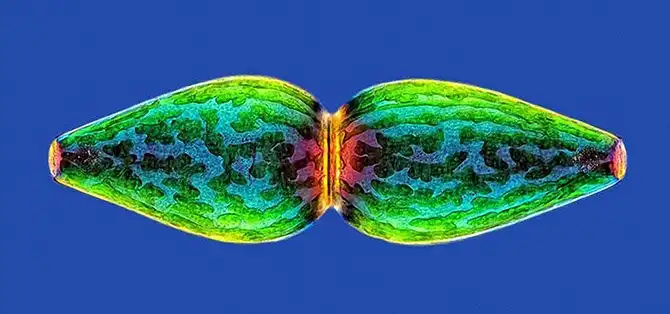 20 фотографий победителей Nikon Small World Photomicrography Competition