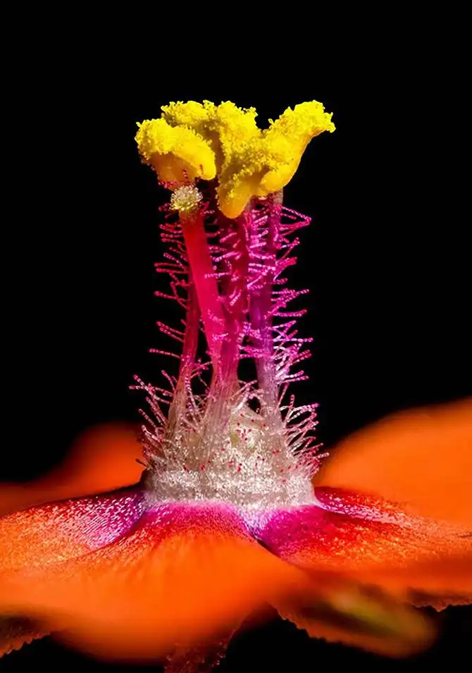 20 фотографий победителей Nikon Small World Photomicrography Competition