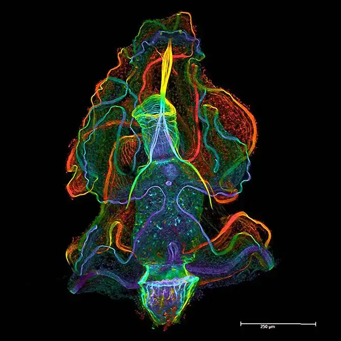 20 фотографий победителей Nikon Small World Photomicrography Competition