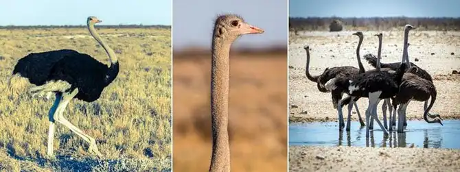 Путешествие по Намибии