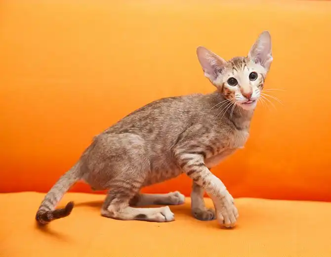 Рейтинг самых красивых пород кошек