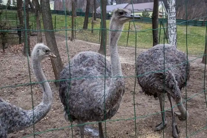 Музей роскошной жизни олигарха Межигорье