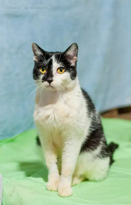 Отдам кошечку Ирэн