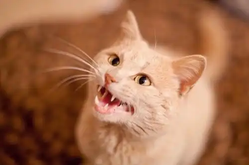 Отдам котика Винсента