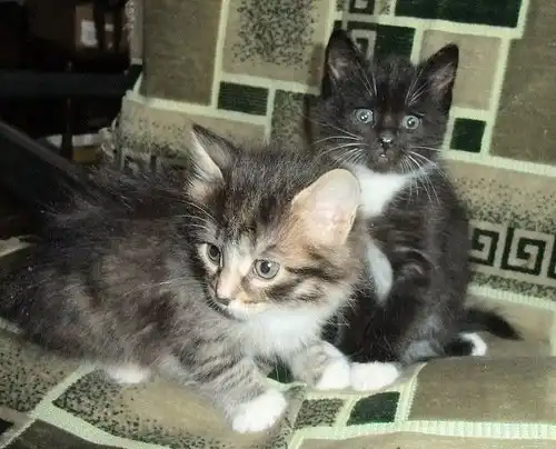 Отдам котят