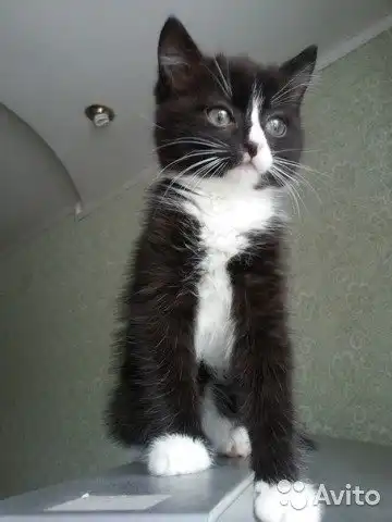 Отдам котёнка