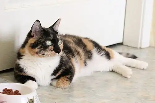 Отдам кошечку Кассандру