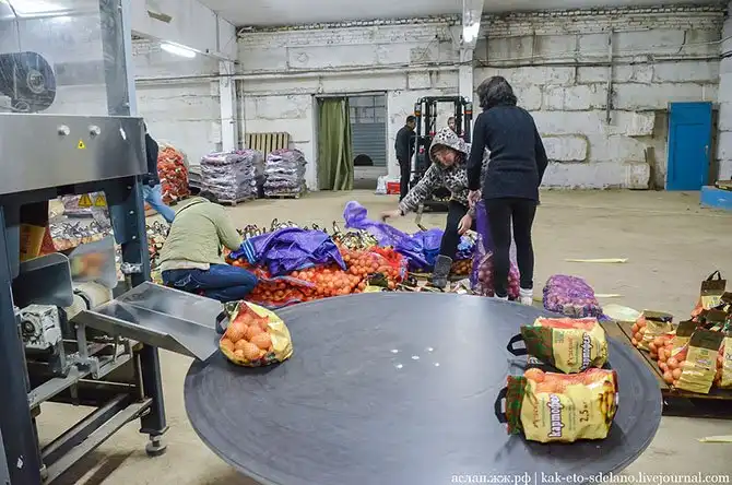 Как выращивают, собирают и обрабатывают картошку