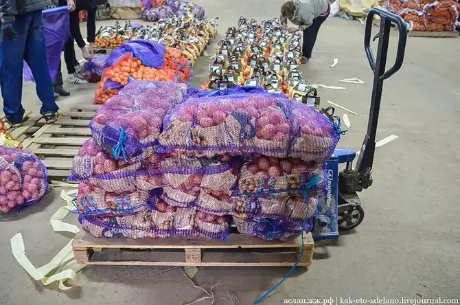 Как выращивают, собирают и обрабатывают картошку