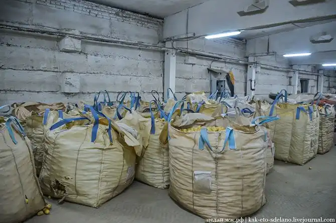 Как выращивают, собирают и обрабатывают картошку