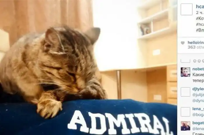 Кошка из аэропорта Владивостока станет талисманом ХК «Адмирал»