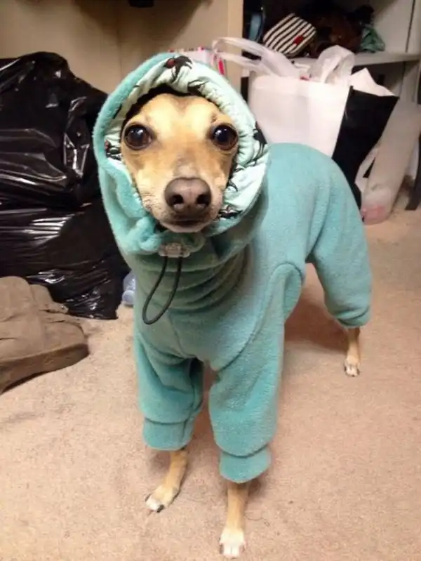 Эти животные знают, как не замерзнуть зимой