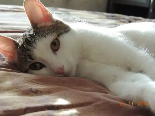 Отдам котика Дьюсика