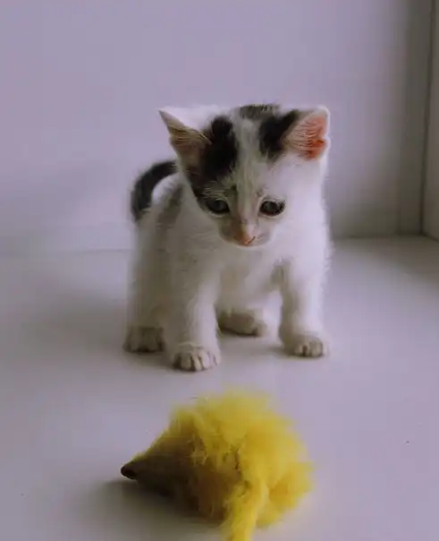 Отдам котят